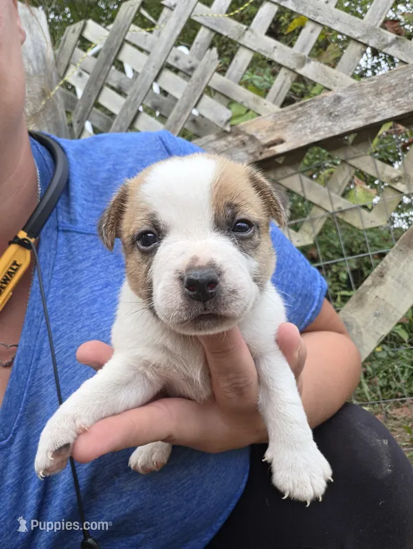 Puppy 1 – Jack Russell Terrier puppy for sale in Scottsburg, IN