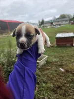 Puppy 2, a male Jack Russell Terrier for sale in Scottsburg, IN – 2 of 6