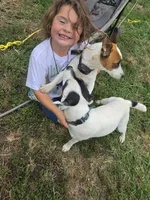Puppy 2, a male Jack Russell Terrier for sale in Scottsburg, IN – 3 of 6