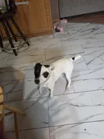 Puppy 1, a male Jack Russell Terrier for sale in Scottsburg, IN – 3 of 4