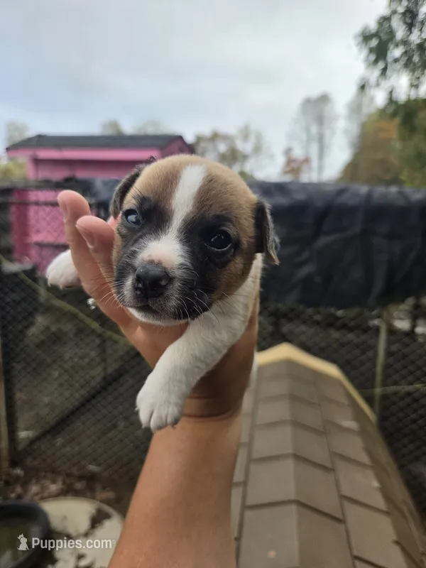 Puppy 2 – Jack Russell Terrier puppy for sale in Scottsburg, IN