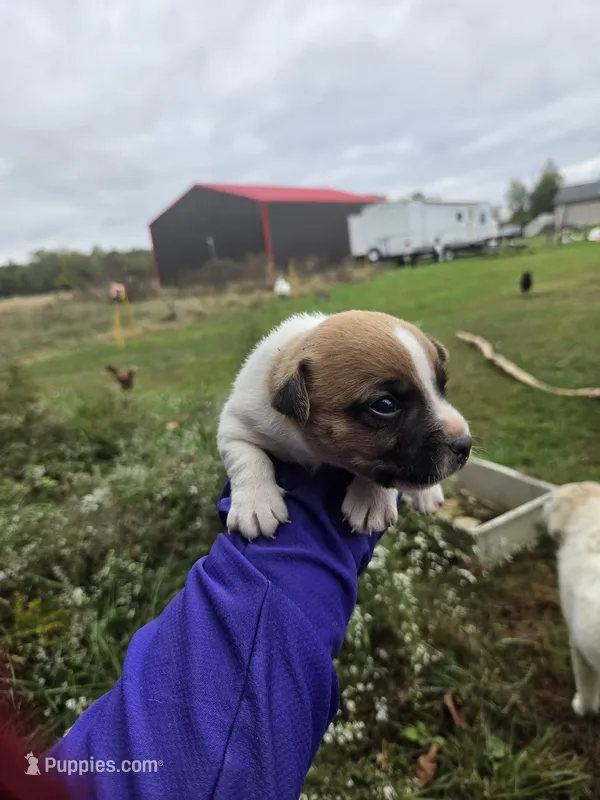 Puppy 2 – Jack Russell Terrier puppy for sale in Scottsburg, IN