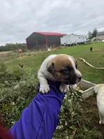 Puppy 2, a male Jack Russell Terrier for sale in Scottsburg, IN – 1 of 6