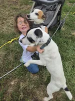 Puppy 2, a male Jack Russell Terrier for sale in Scottsburg, IN – 5 of 6