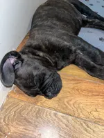Kane , a male Cane Corso for sale in Bakersfield, CA – 2 of 2