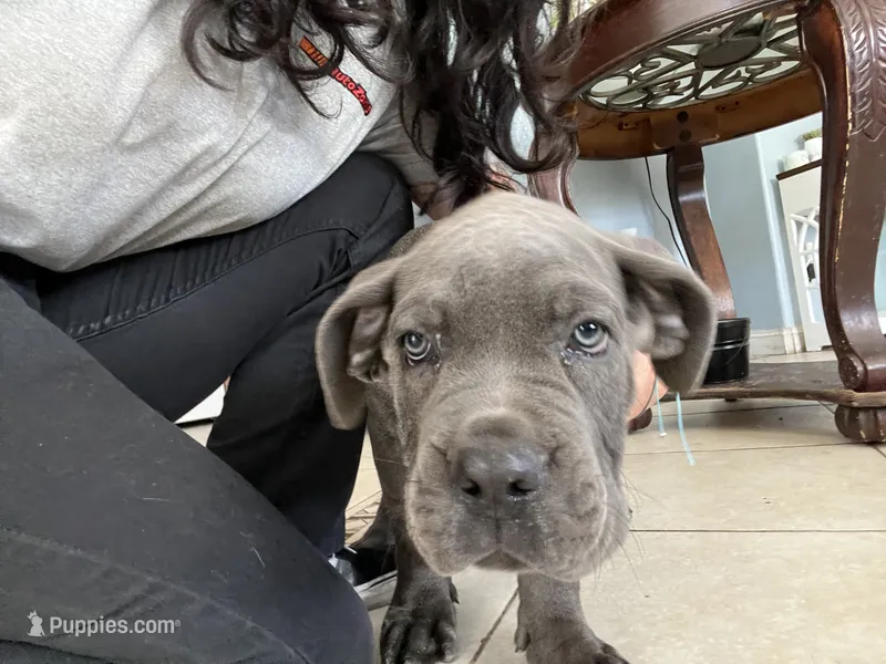 Nieves, a female Cane Corso for sale in Bakersfield, CA – 1 of 1