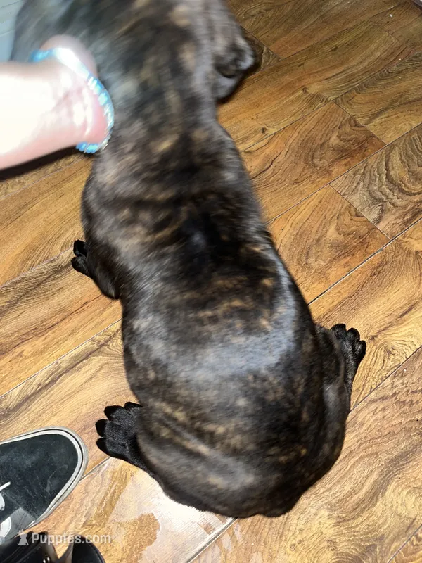 Kane  – Cane Corso puppy for sale in Bakersfield, CA