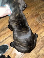 Kane , a male Cane Corso for sale in Bakersfield, CA – 1 of 2