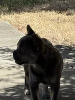 Max, a male French Bulldog for sale in Sparks, NV – 2 of 6