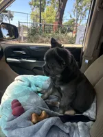 Max, a male French Bulldog for sale in Sparks, NV – 6 of 6