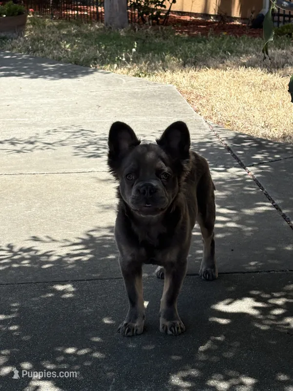 Max – French Bulldog puppy for sale in Sparks, NV
