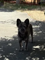 Max, a male French Bulldog for sale in Sparks, NV – 1 of 6