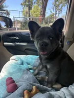 Max, a male French Bulldog for sale in Sparks, NV – 4 of 6