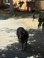 Max, a male French Bulldog for sale in Sparks, NV – 3 of 6