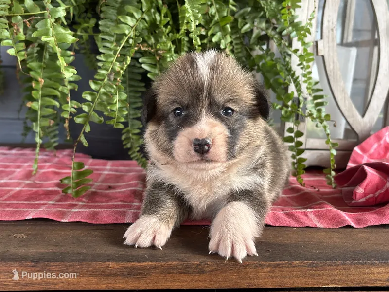 AKC- Stella  – Pembroke Welsh Corgi puppy for sale in Trenton, MO