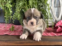 AKC- Stella , a female Pembroke Welsh Corgi for sale in Trenton, MO – 1 of 2