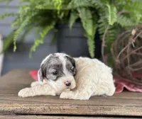 Hazel, a female Cockapoo and Cocker Spaniel for sale in Trenton, MO – 3 of 3
