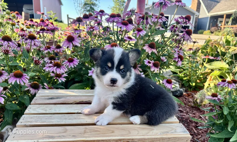AKC- Zoie  – Pembroke Welsh Corgi puppy for sale in Trenton, MO