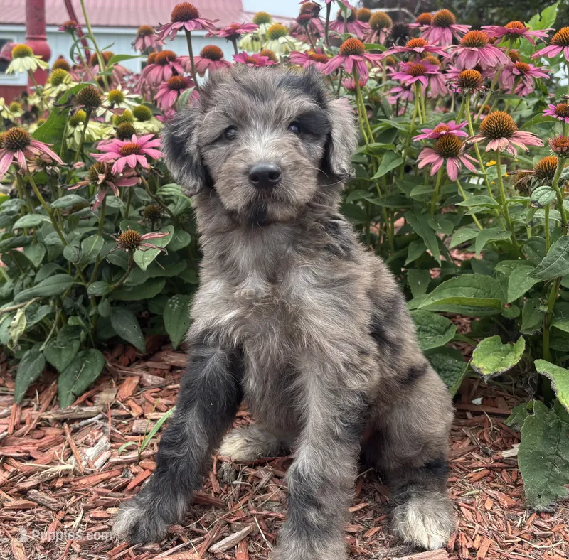 Lucy – Aussiedoodle, Miniature Aussiedoodle puppy for sale in Trenton, MO