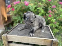 Jesse, a female Aussiedoodle and Miniature Aussiedoodle for sale in Trenton, MO – 2 of 3