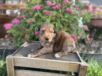 Piper , a female Aussiedoodle and Miniature Aussiedoodle for sale in Trenton, MO – 3 of 3