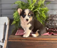 AKC Riley , a female Pembroke Welsh Corgi for sale in Trenton, MO – 2 of 2