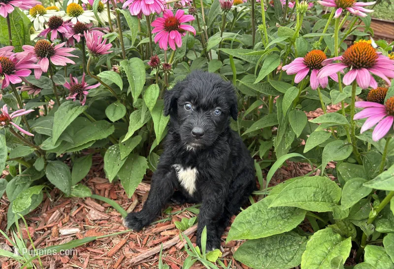 Abby – Aussiedoodle, Miniature Aussiedoodle puppy for sale in Trenton, MO