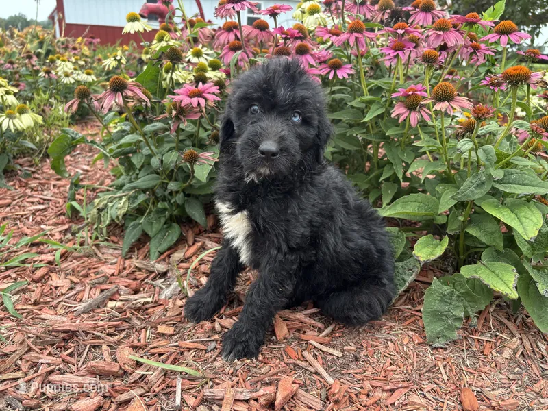 Abby – Aussiedoodle, Miniature Aussiedoodle puppy for sale in Trenton, MO