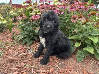 Abby, a female Aussiedoodle and Miniature Aussiedoodle for sale in Trenton, MO – 1 of 3