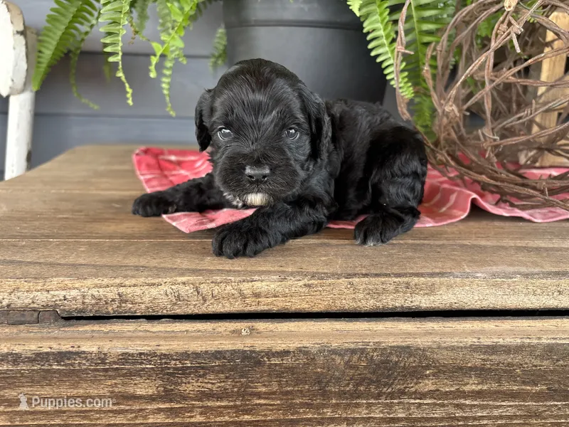 Gus – Cockapoo, Cocker Spaniel puppy for sale in Trenton, MO