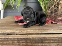 Gus, a male Cockapoo and Cocker Spaniel for sale in Trenton, MO – 1 of 2
