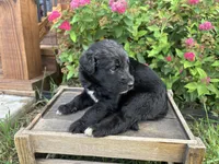 Finn, a female Aussiedoodle and Miniature Aussiedoodle for sale in Trenton, MO – 2 of 2