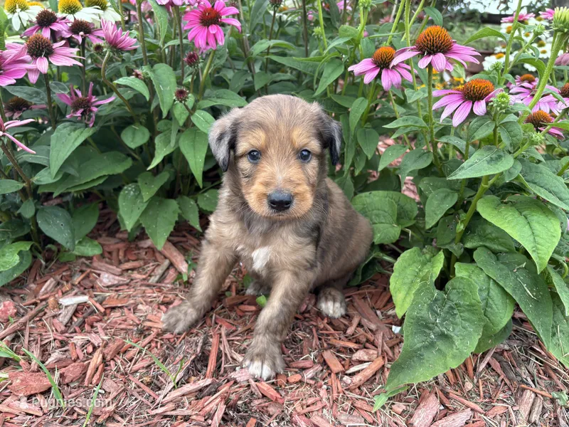 Piper  – Aussiedoodle, Miniature Aussiedoodle puppy for sale in Trenton, MO