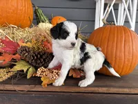 Chief , a male Miniature Bernedoodle and Bernefie for sale in Trenton, MO – 2 of 4