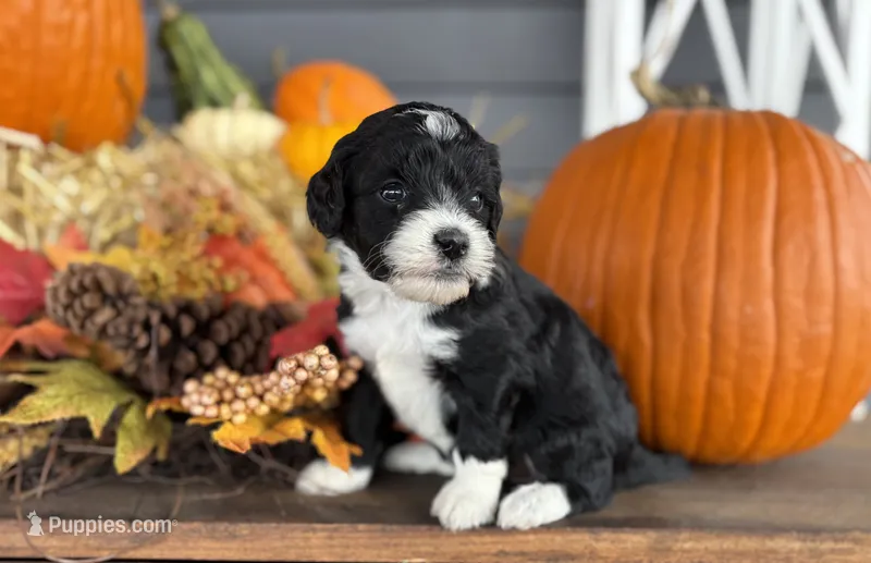 Josie  – Miniature Bernedoodle, Bernefie puppy for sale in Trenton, MO