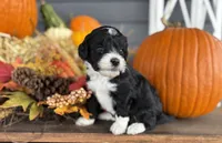Josie , a female Miniature Bernedoodle and Bernefie for sale in Trenton, MO – 1 of 3