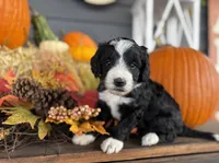 Luck , a female Miniature Bernedoodle and Bernefie for sale in Trenton, MO – 2 of 3