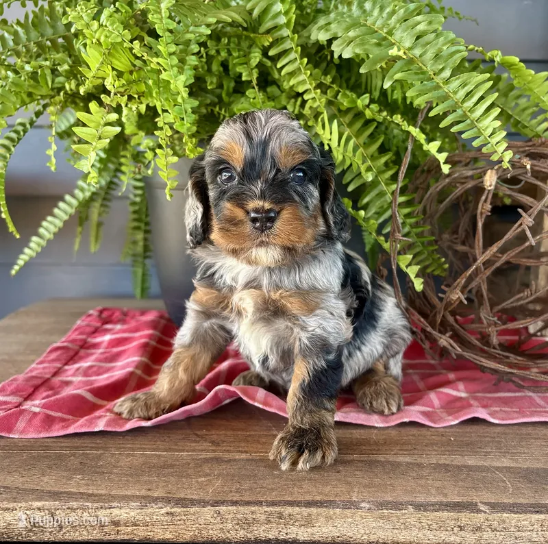 Dexter – Cockapoo, Cocker Spaniel puppy for sale in Trenton, MO