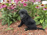 Finn, a female Aussiedoodle and Miniature Aussiedoodle for sale in Trenton, MO – 2 of 4