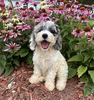 Hazel, a female Cockapoo and Cocker Spaniel for sale in Trenton, MO – 2 of 9