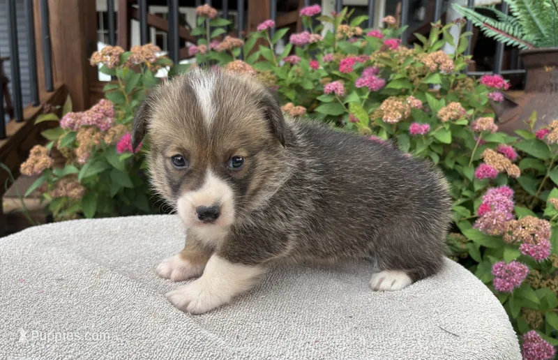 AKC- Stella  – Pembroke Welsh Corgi puppy for sale in Trenton, MO