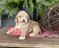 Ash, a male Cockapoo and Cocker Spaniel for sale in Trenton, MO – 1 of 3