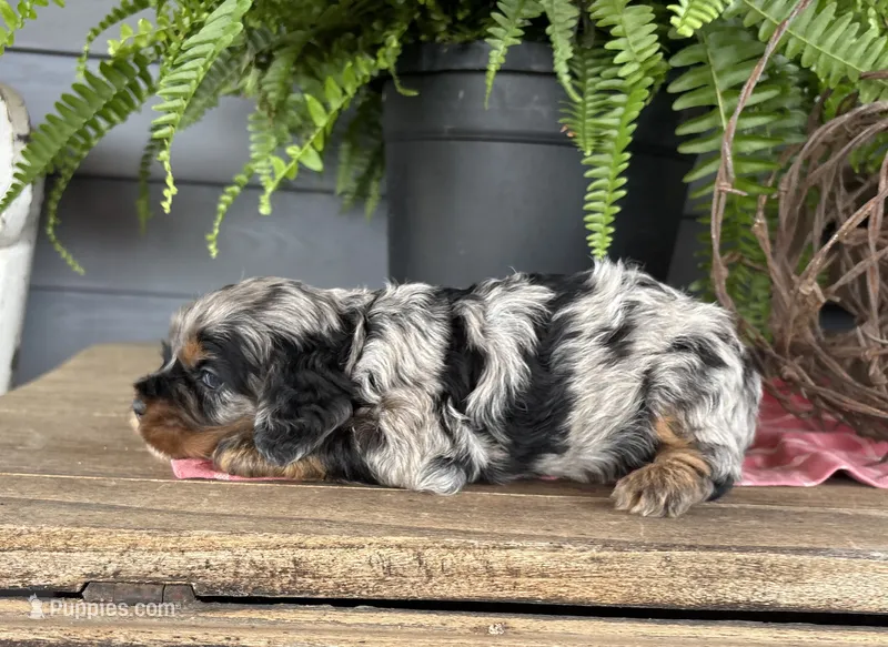 Dexter – Cockapoo, Cocker Spaniel puppy for sale in Trenton, MO