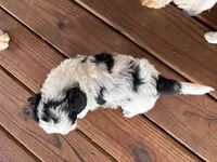 Chief , a male Miniature Bernedoodle and Bernefie for sale in Trenton, MO – 3 of 4