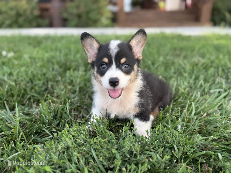 AKC- Zoie  – Pembroke Welsh Corgi puppy for sale in Trenton, MO