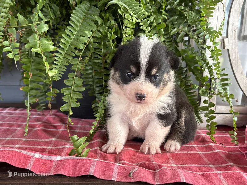 AKC- Zoie  – Pembroke Welsh Corgi puppy for sale in Trenton, MO
