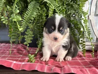 AKC- Zoie , a female Pembroke Welsh Corgi for sale in Trenton, MO – 1 of 2