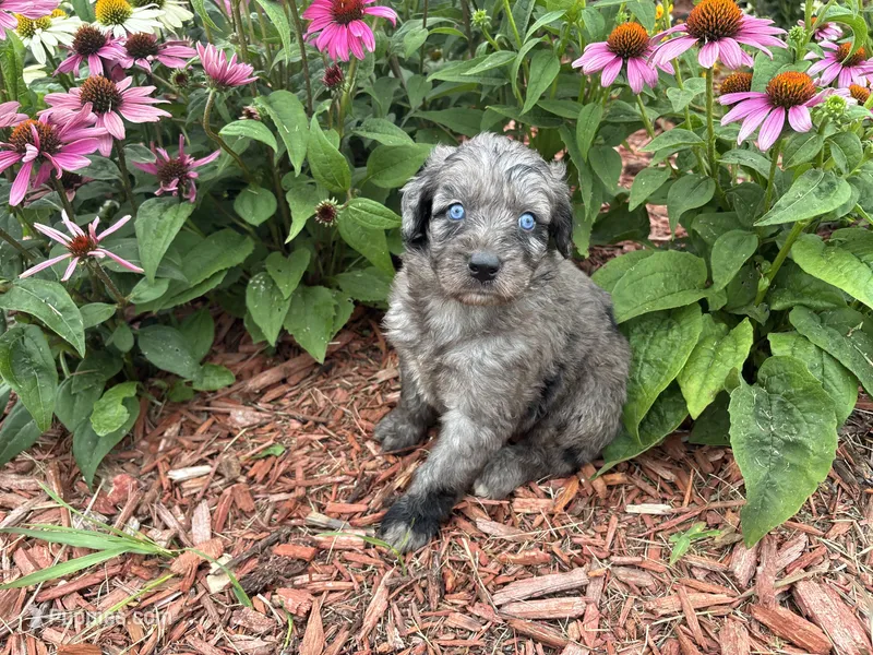 Jesse – Aussiedoodle, Miniature Aussiedoodle puppy for sale in Trenton, MO
