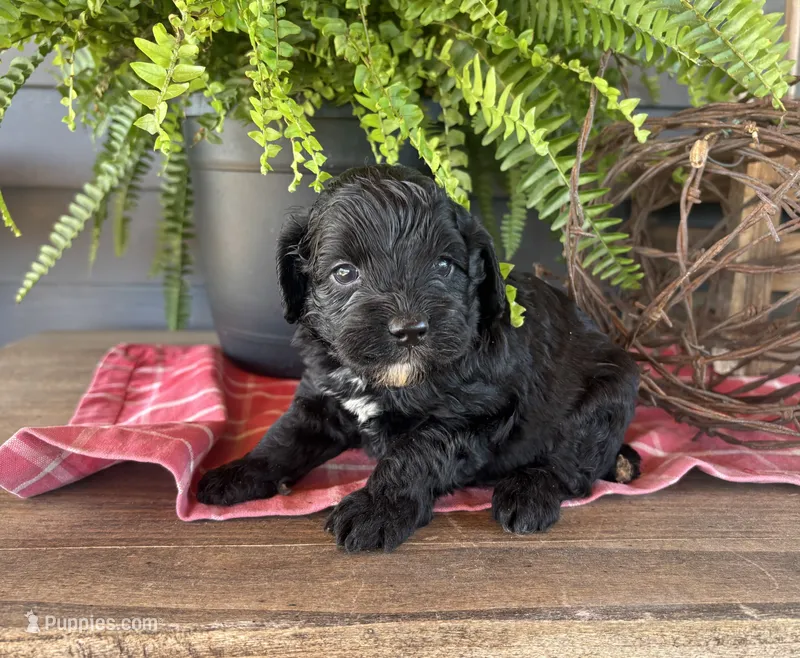Gus – Cockapoo, Cocker Spaniel puppy for sale in Trenton, MO