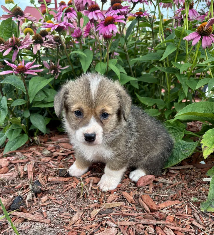 AKC- Stella  – Pembroke Welsh Corgi puppy for sale in Trenton, MO